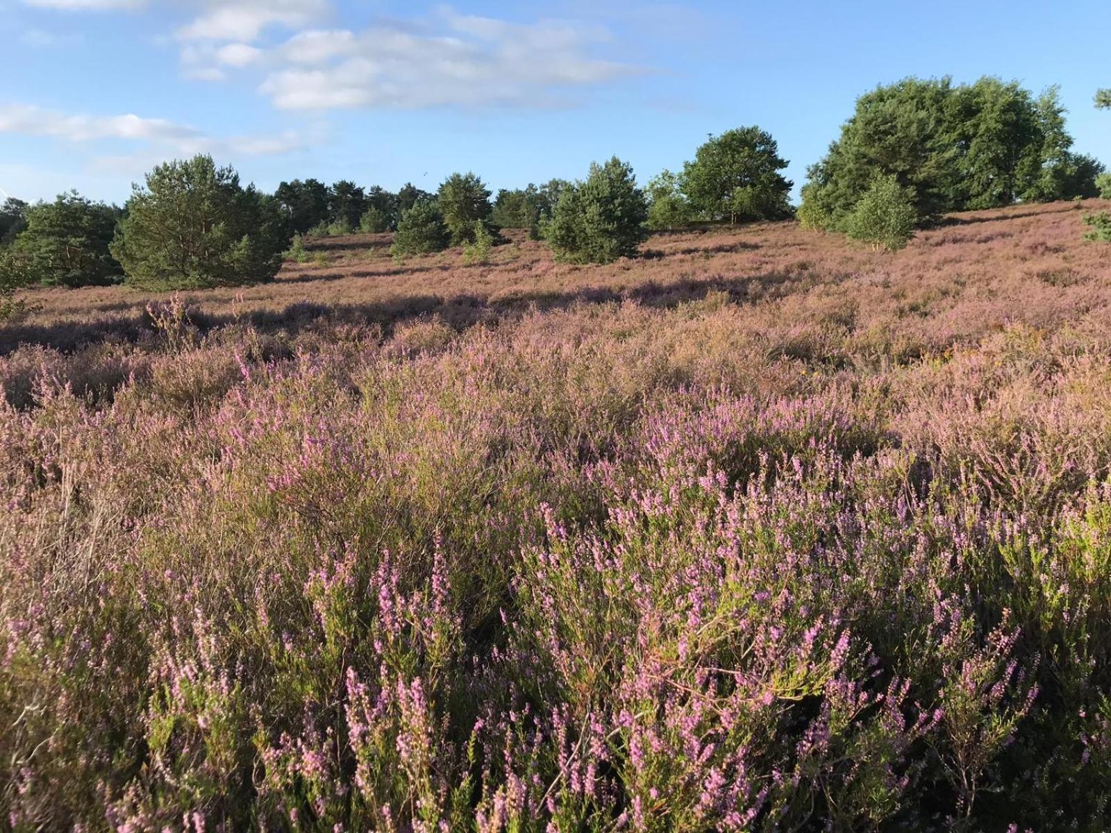 Traumhaftes Anwesen In Der Lueneburger Heide Daire Soltau Dış mekan fotoğraf